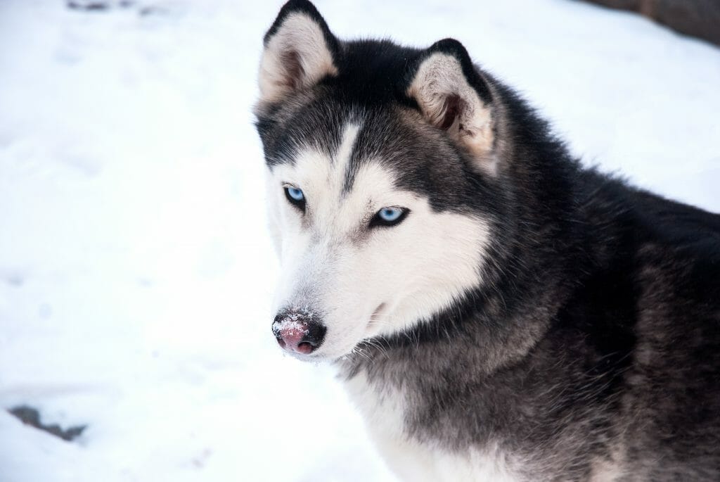 Siberian Husky in the snow