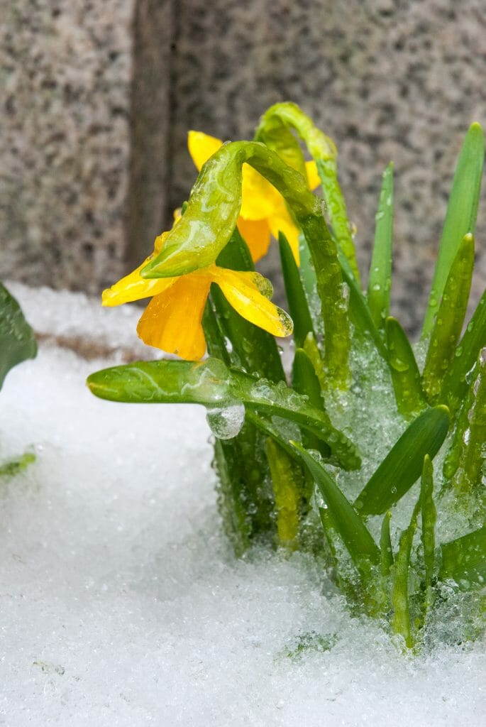 Snow covered daffodils in Philadelphia