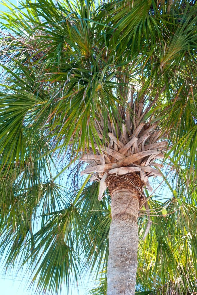 Palm tree at Bonita Springs beach