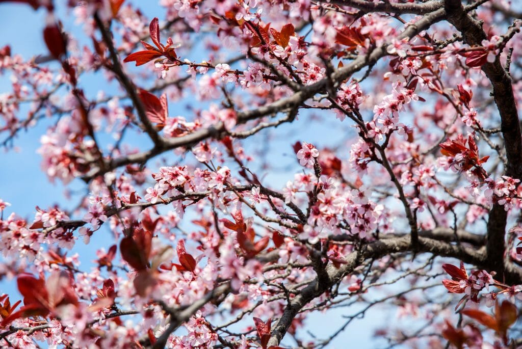 Cherry blossoms in Philadelphia