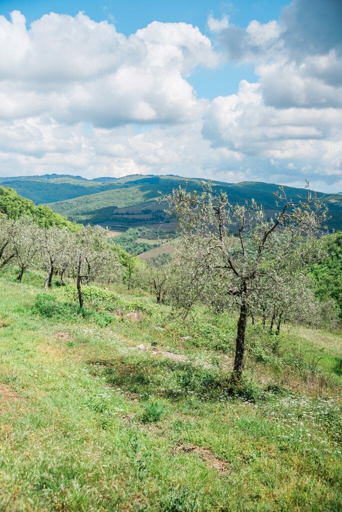Tuscany vineyard