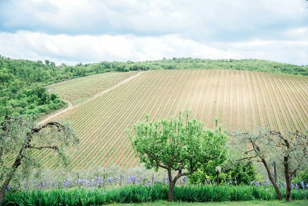 Querceto di Castellina vineyard