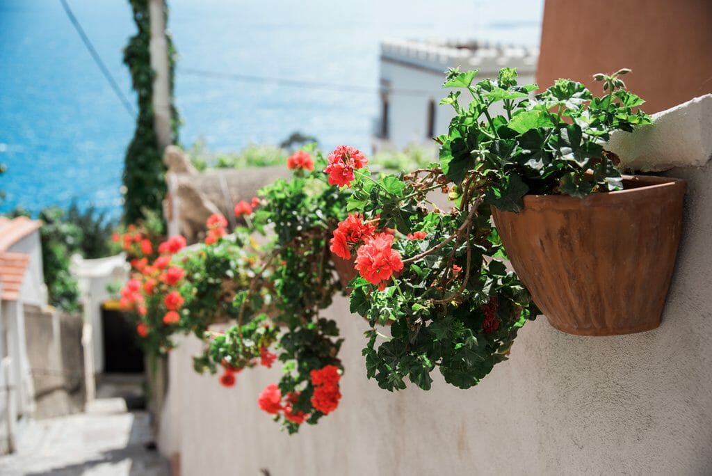 Flowers in Praiano, Italy