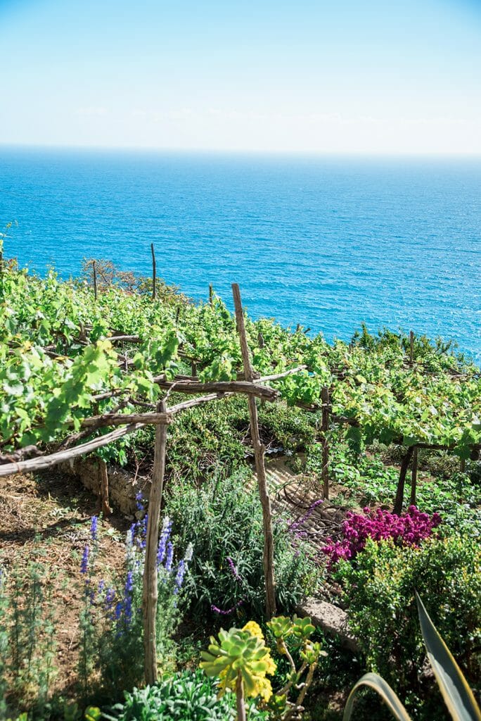 Praiano, Italy vineyard