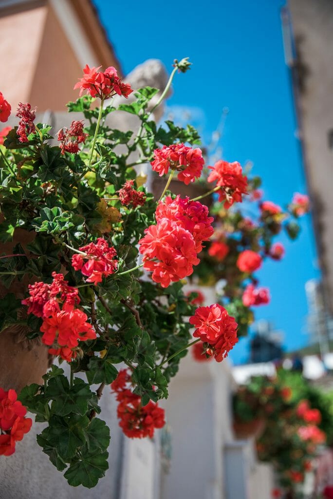 Praiano, Italy flowers