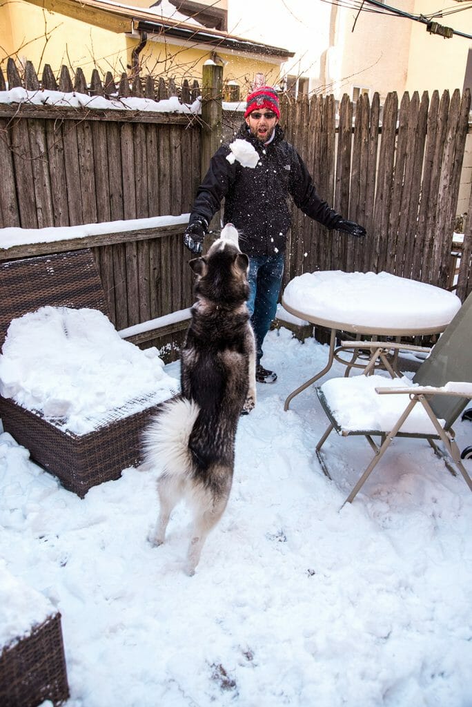 Siberian husky in the snow