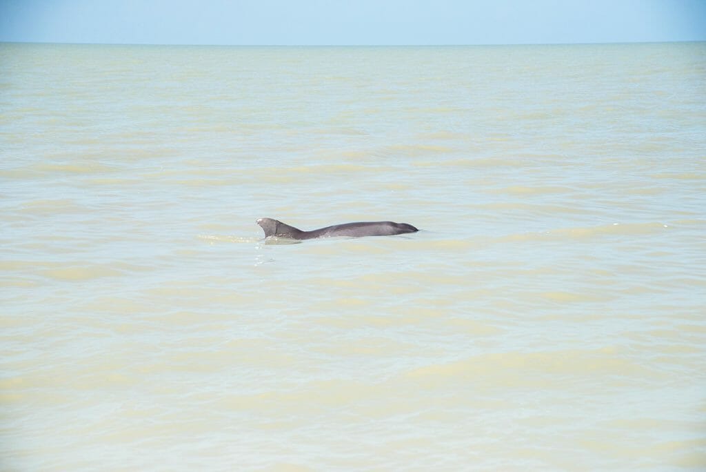 Dolphin in Fort Myers