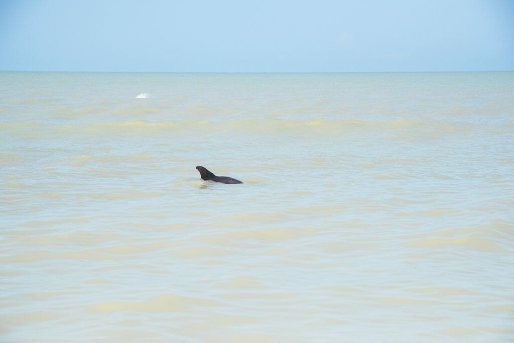 Dolphin in Florida