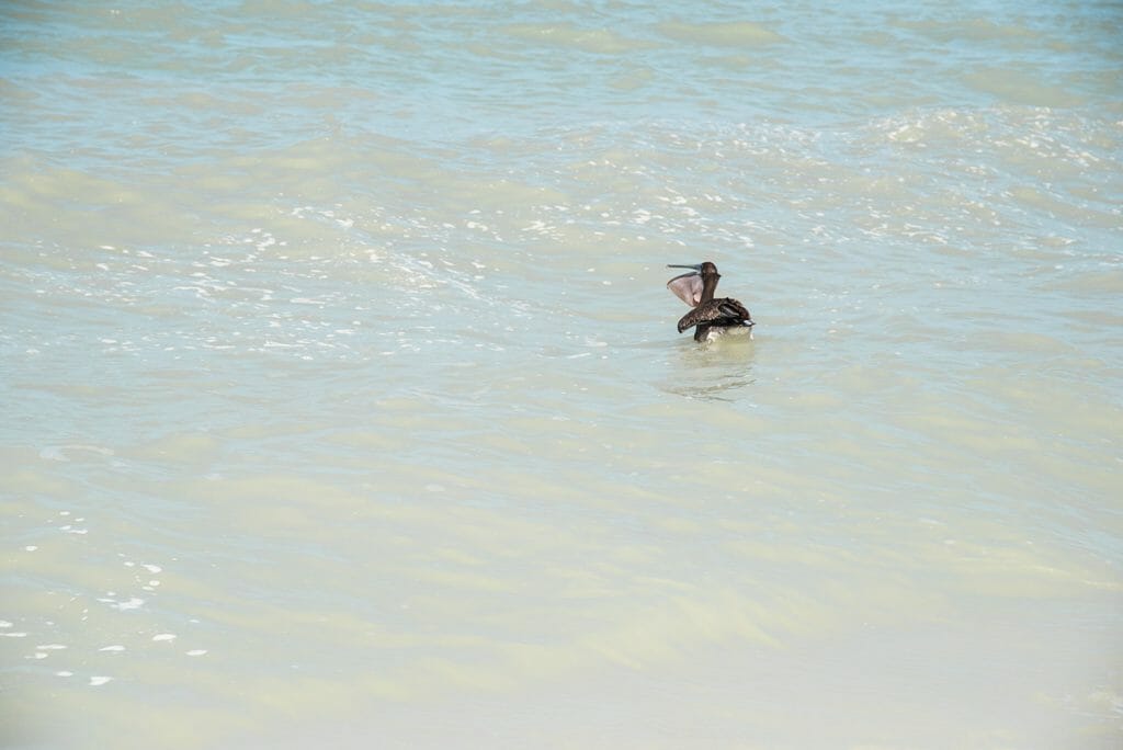 Pelican in Florida