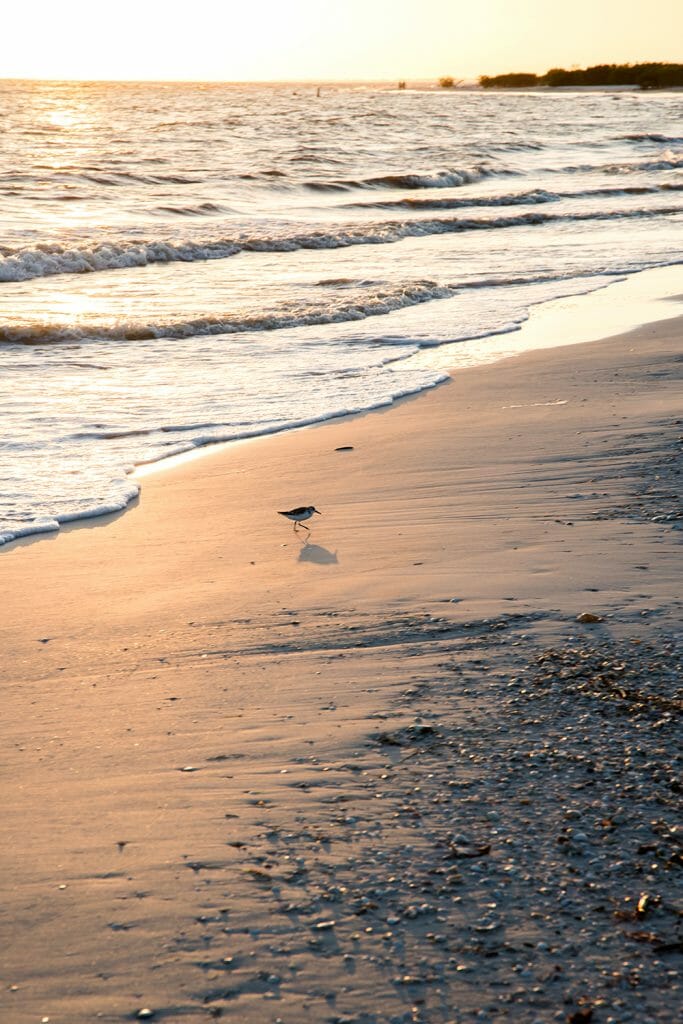 Bird on the beach at sunset