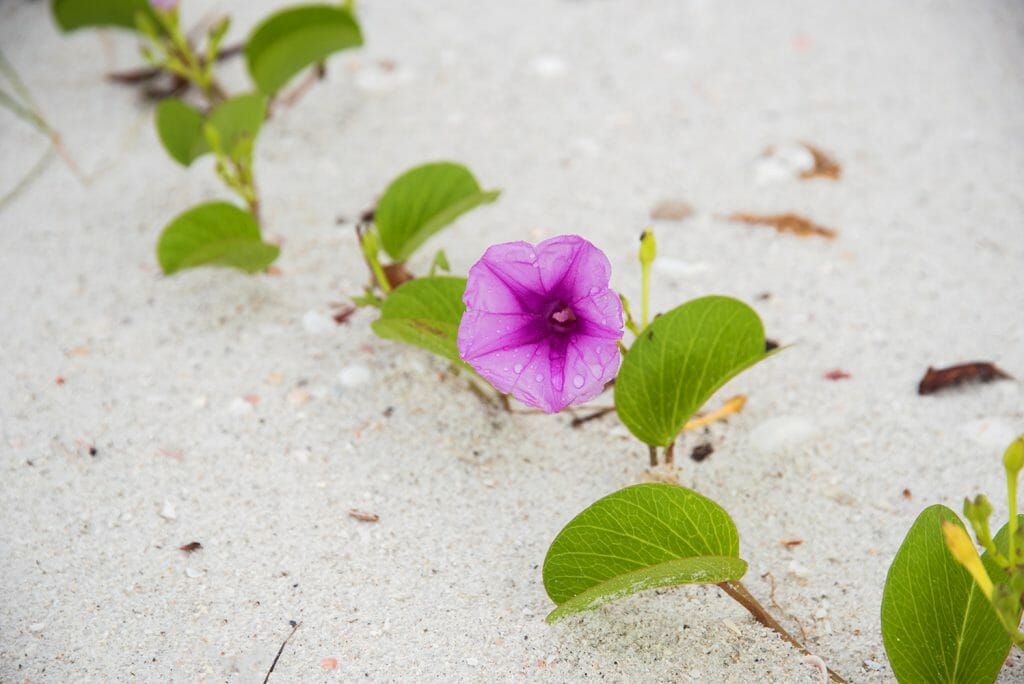 Purple flowers on the beach
