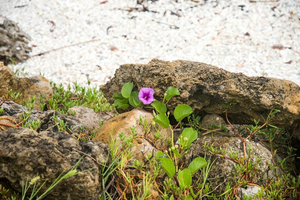 Purple flower on the beach