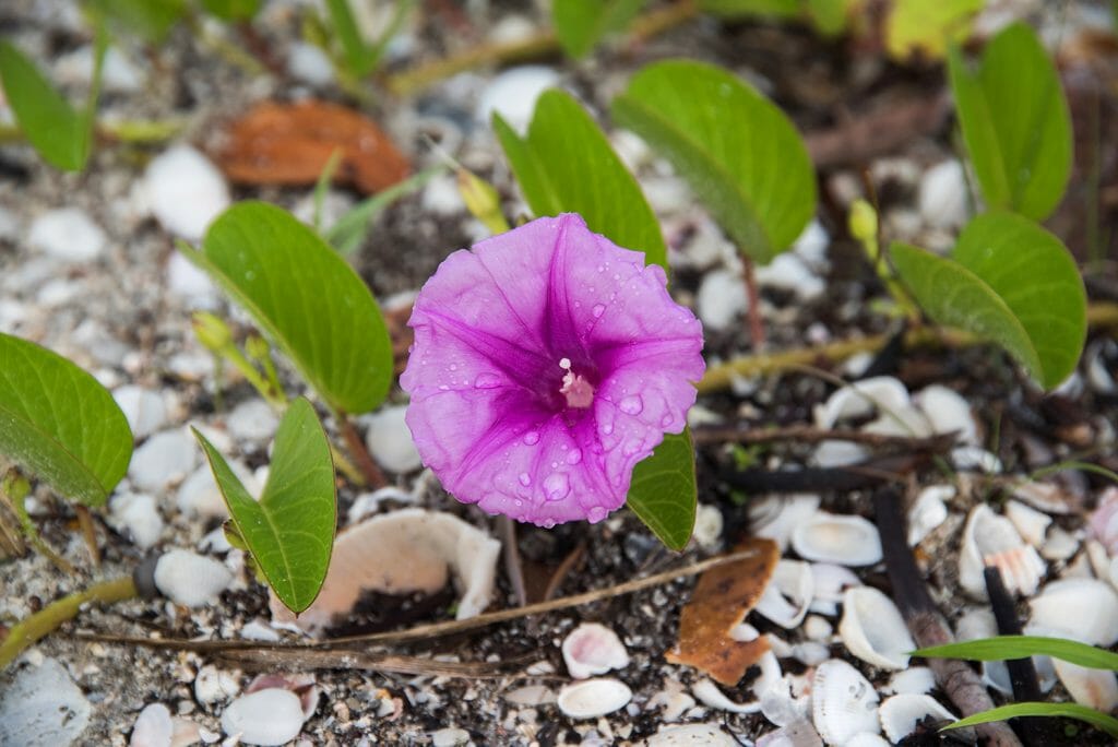 Purple flower on the beach