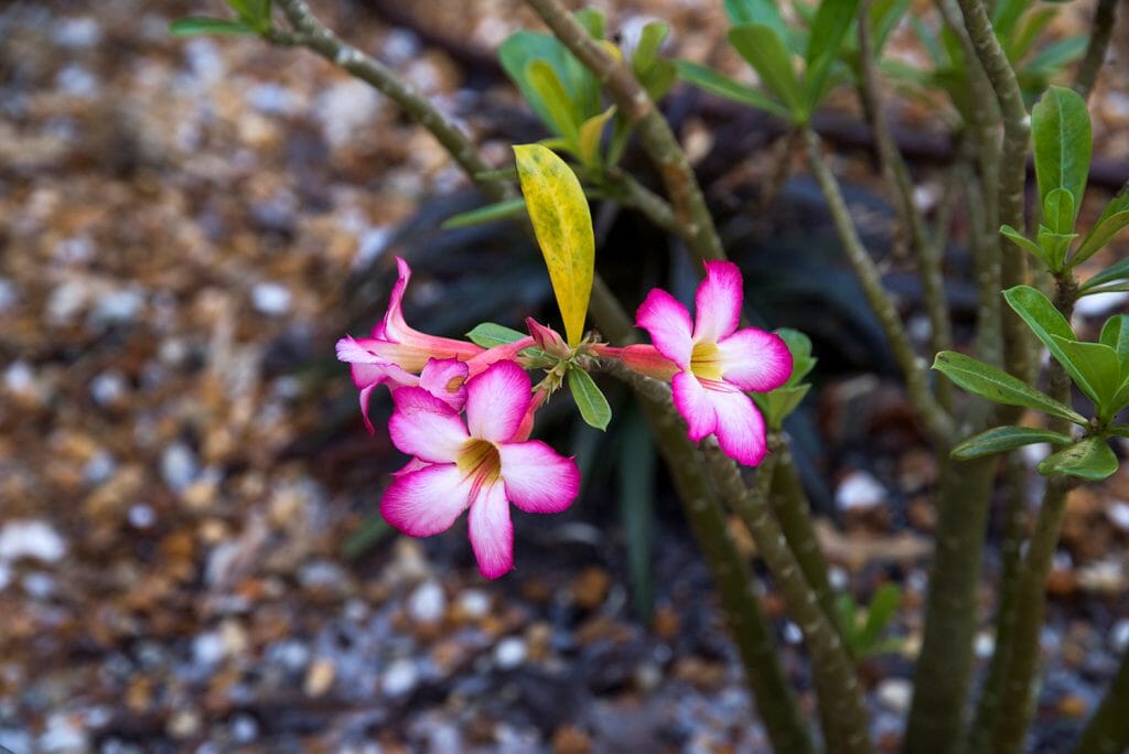 Pink flowers in Florida