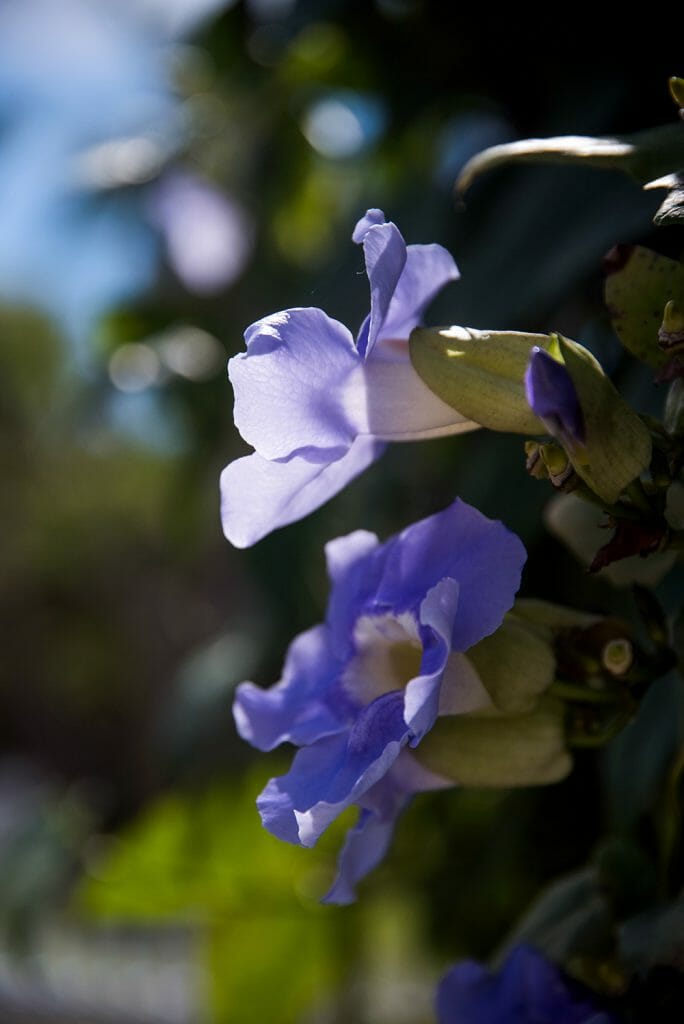 Purple flowers in Florida