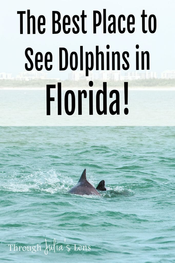 Boat Ride in Bonita Springs: The Best Place to See Dolphins in Florida
