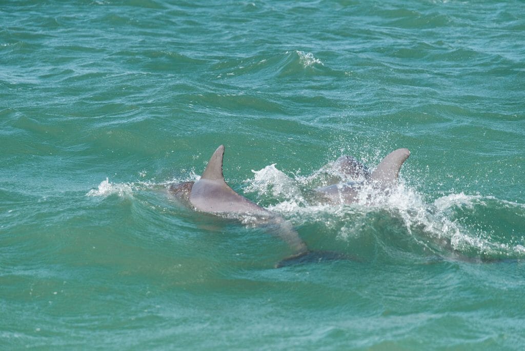 Dolphins in Bonita Springs