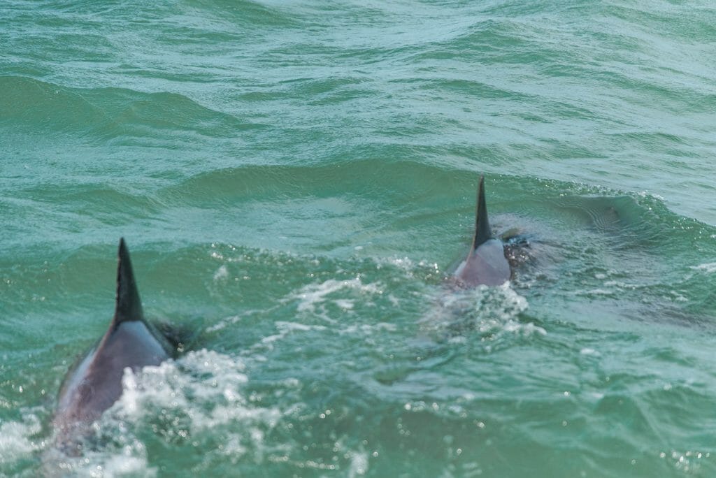 Dolphins swimming in Bonita Springs