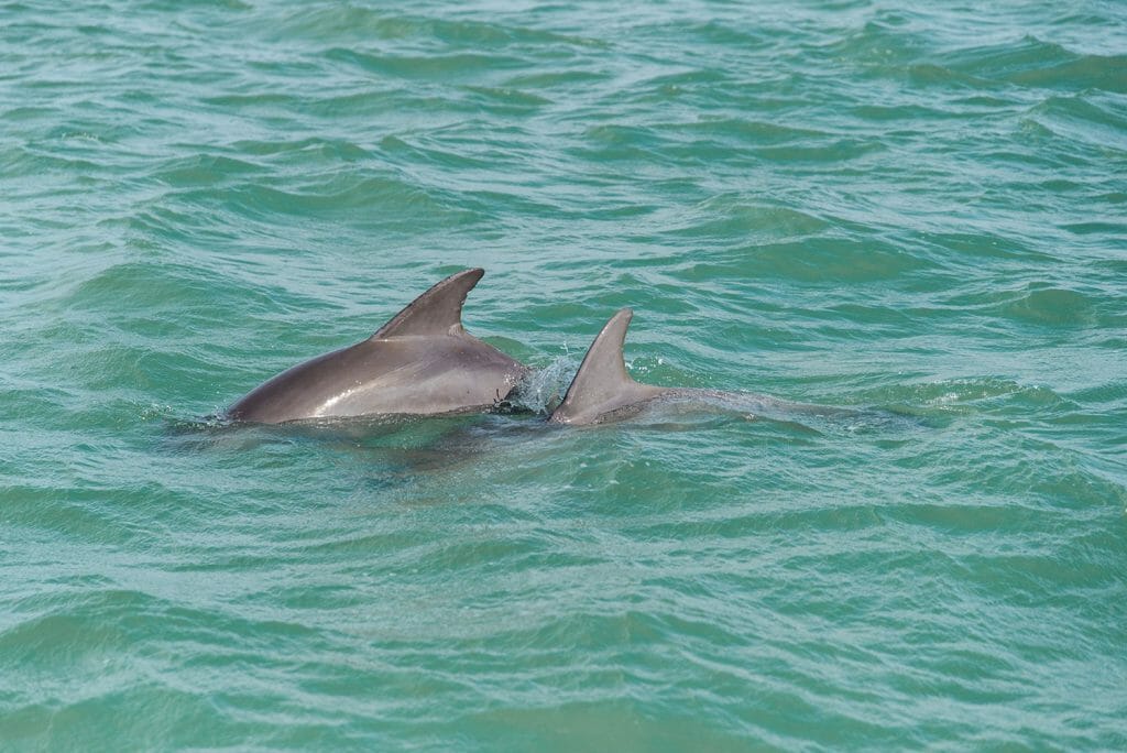 Dolphins in the wild in Florida