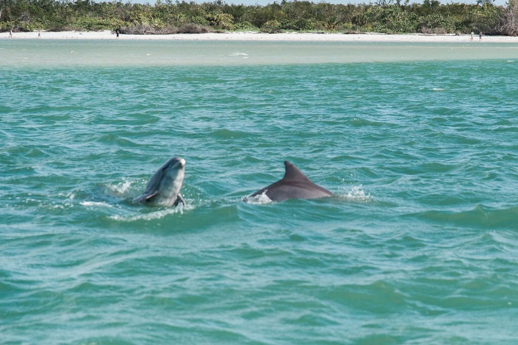 Dolphins in Bonita Springs