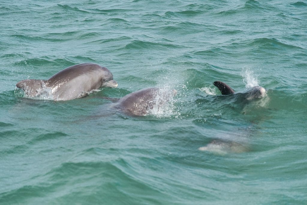 Dolphins swimming in Bonita Springs