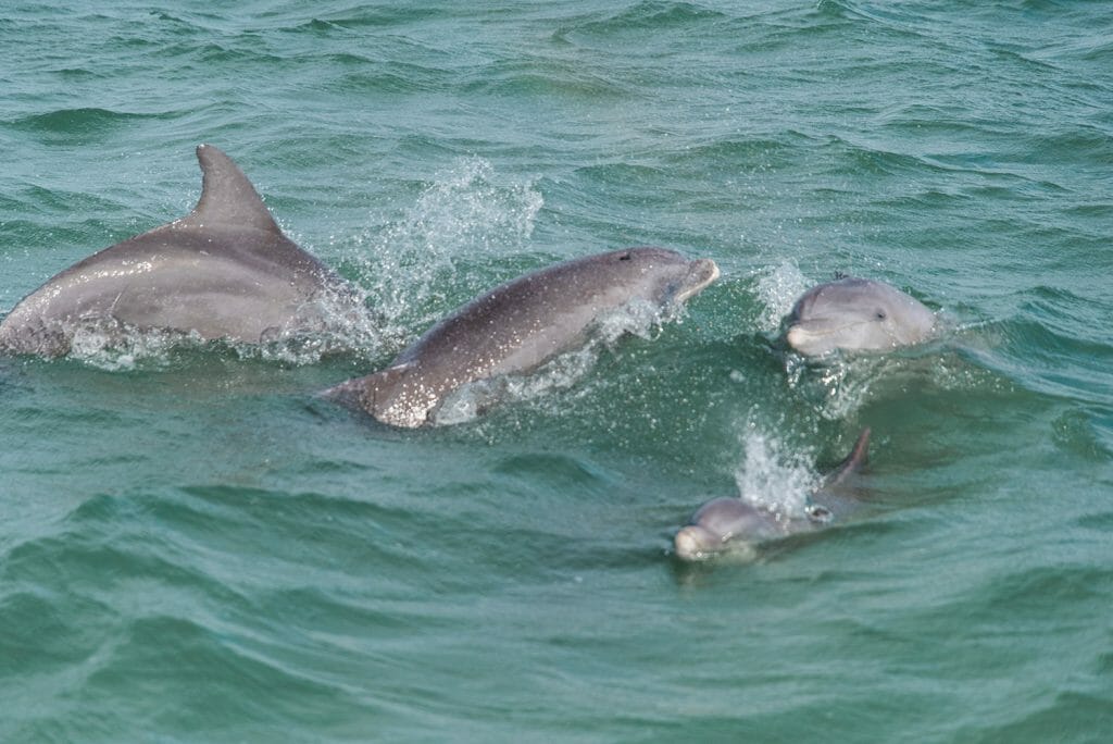Dolphins in Fort Myers