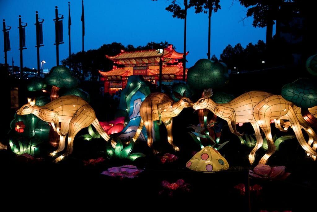 Chinese lantern kangaroos 