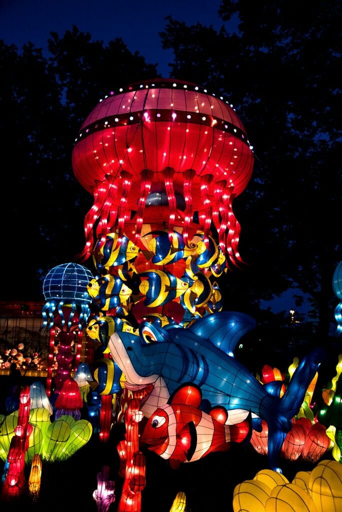 Chinese lantern jellyfish