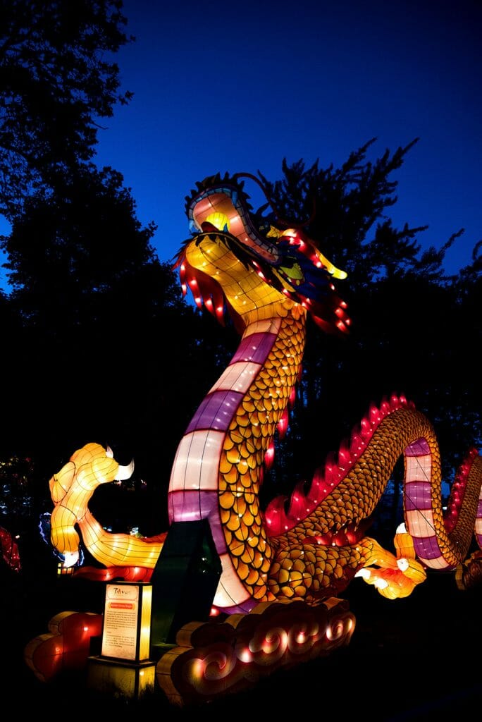 Chinese lantern dragon