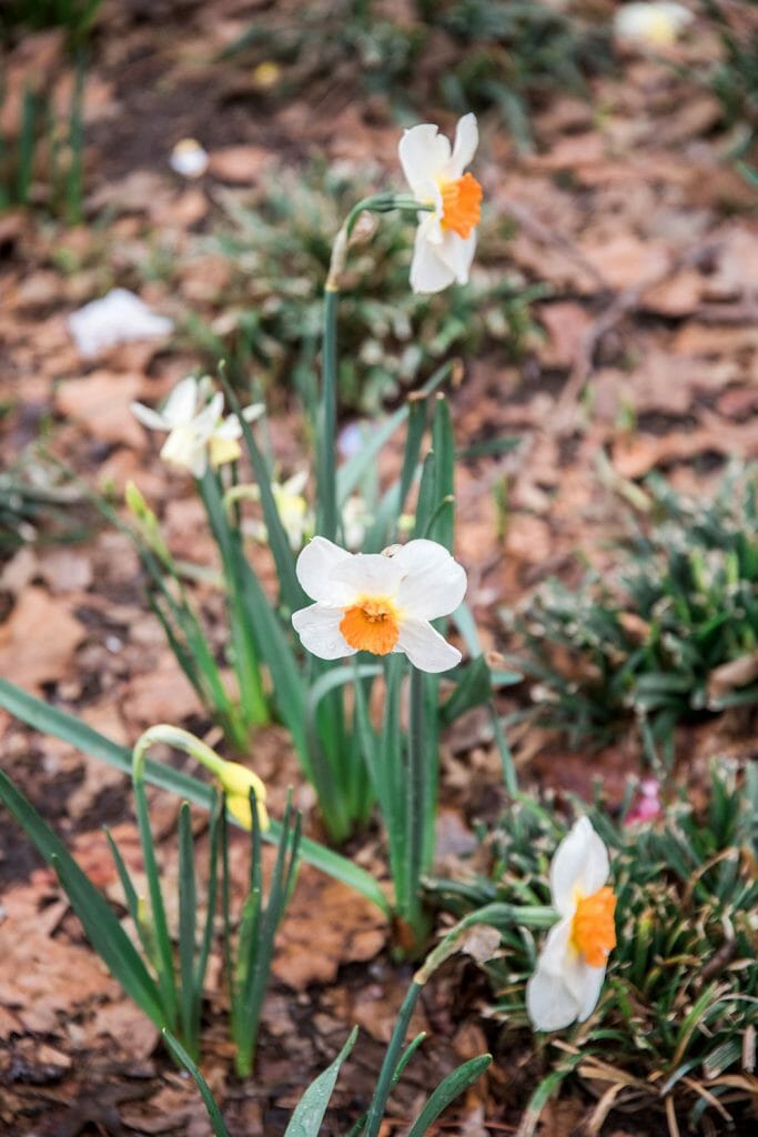 Orange daffodils 