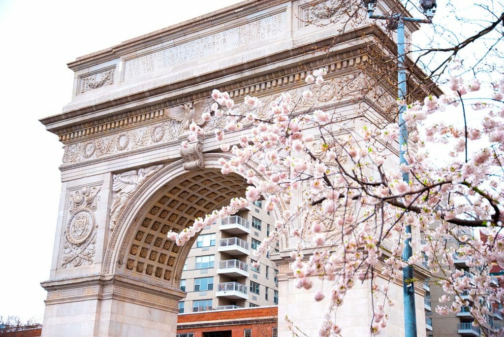 Cherry blossoms in Washington Square