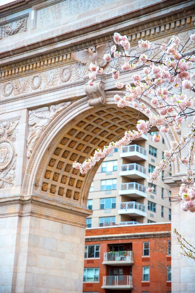 Cherry blossoms in Washington Square