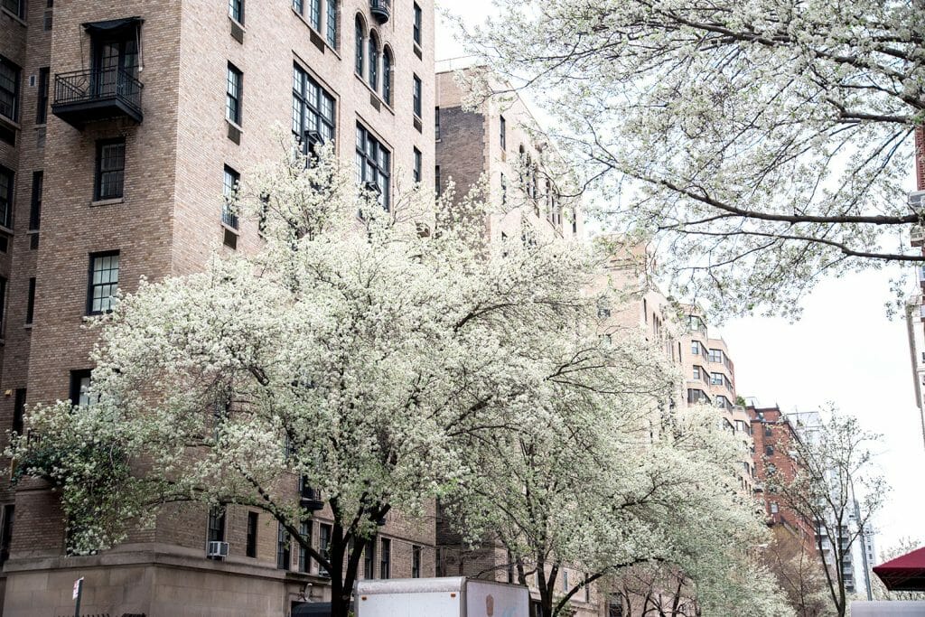 Cherry blossoms in the West Village
