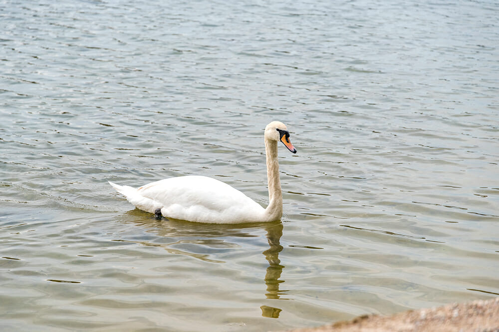 Swan in Copenhagen