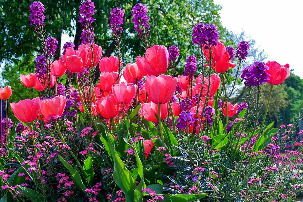 Tivoli pink tulips