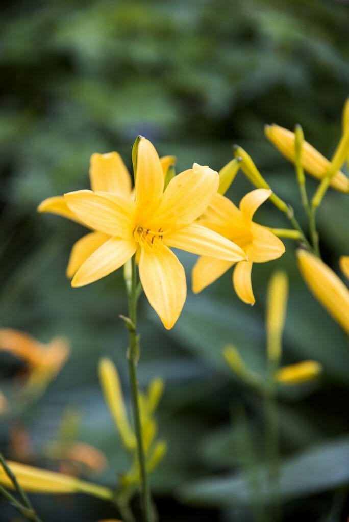 Tivoli garden yellow flowers