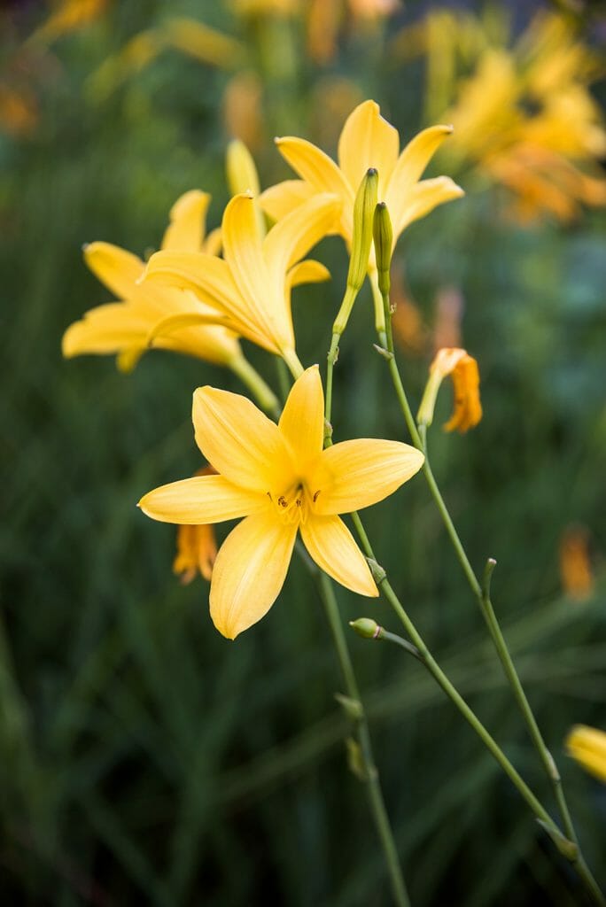 Tivoli garden yellow flowers
