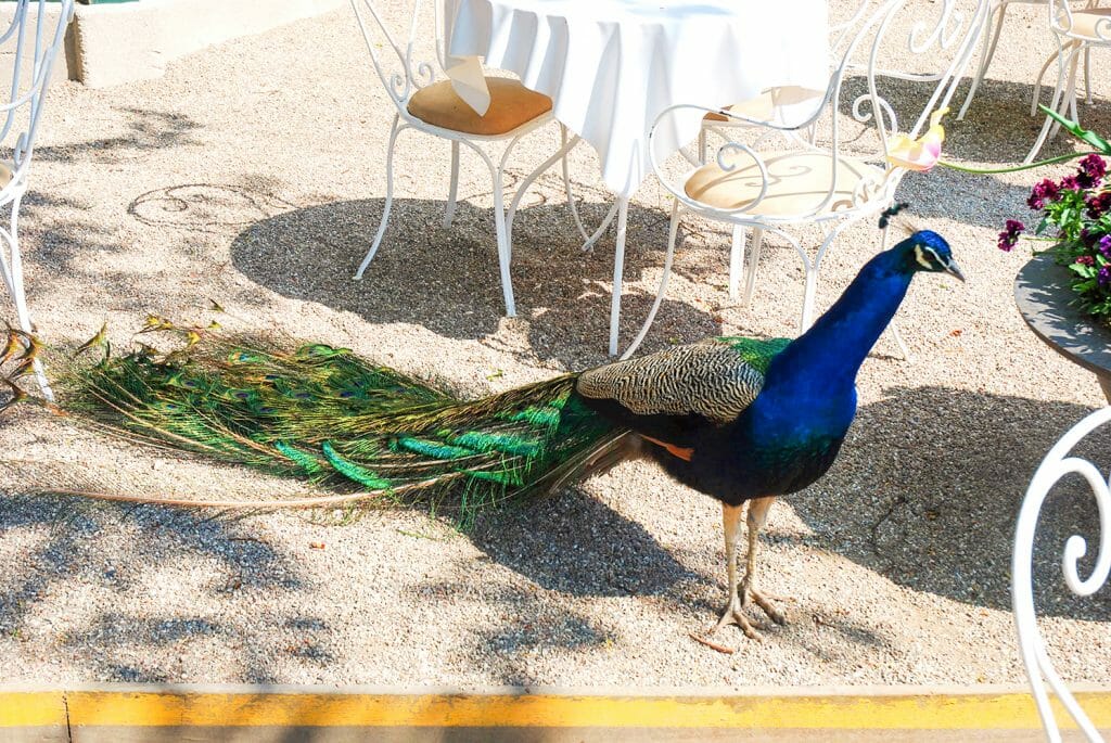 Tivoli peacock