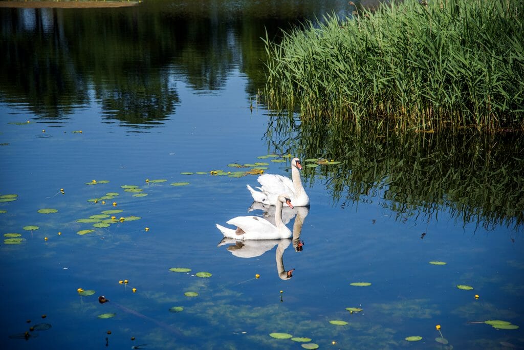 Swans swimming in Kastellet in Copenhagen