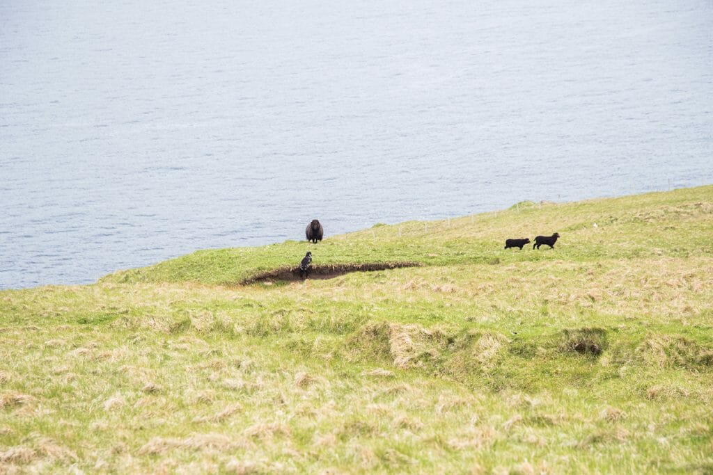 Sheep in Kalsoy