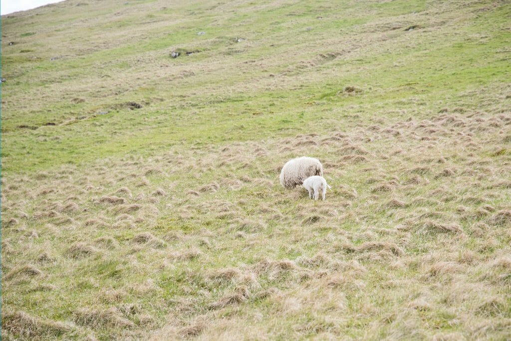 Sheep in Kalsoy