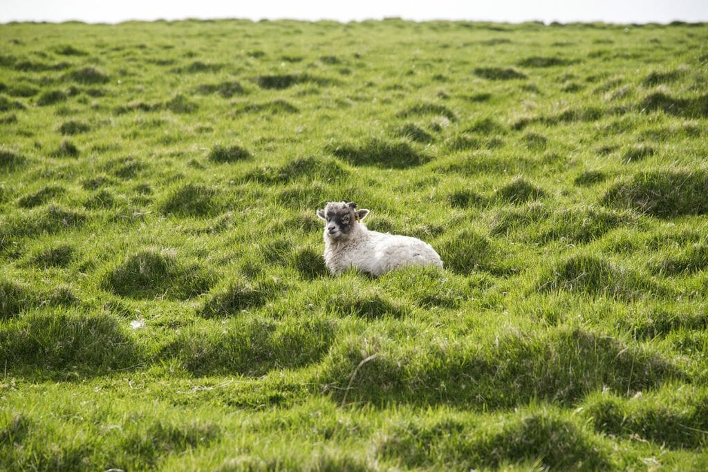 Sheep in Faroe Islands