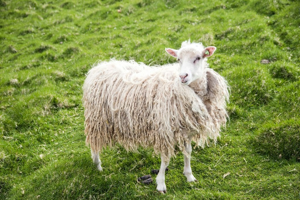 White sheep on the Faroe Islands