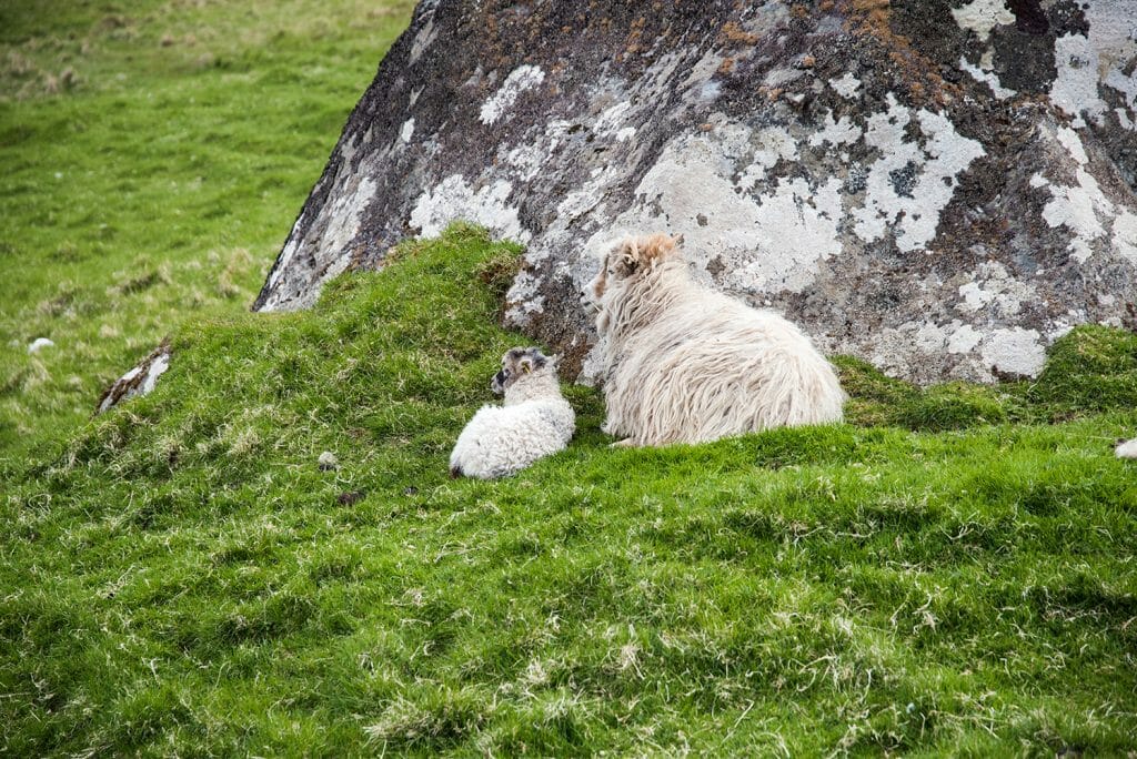 Faroe Islands sheep