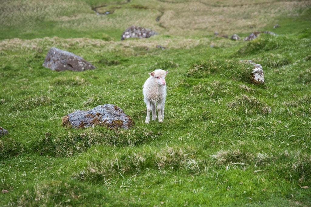 Faroe Islands lamb