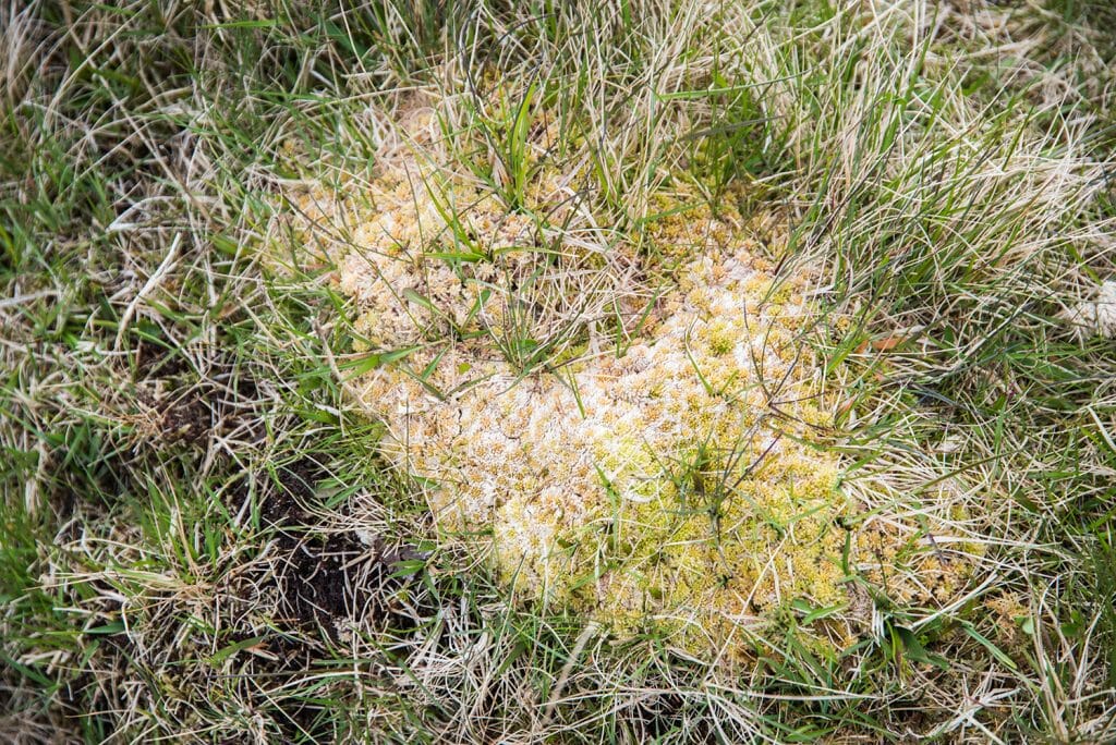 Faroe Islands moss