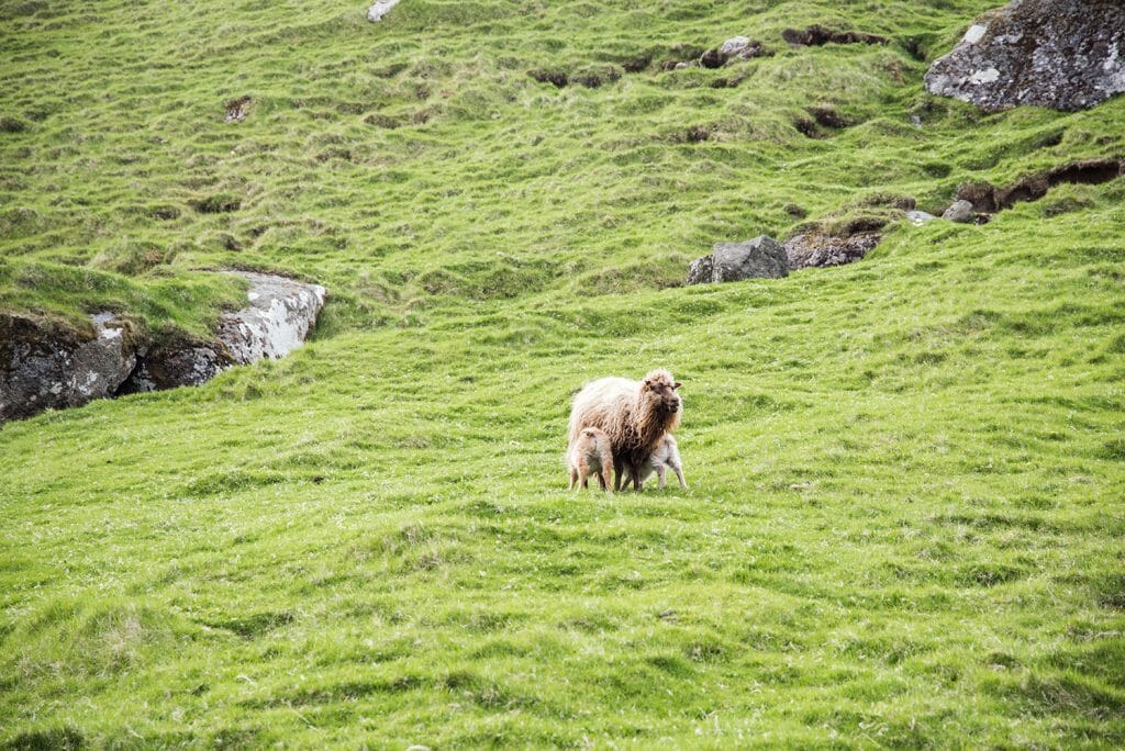 Sheep in the Faroe Islands
