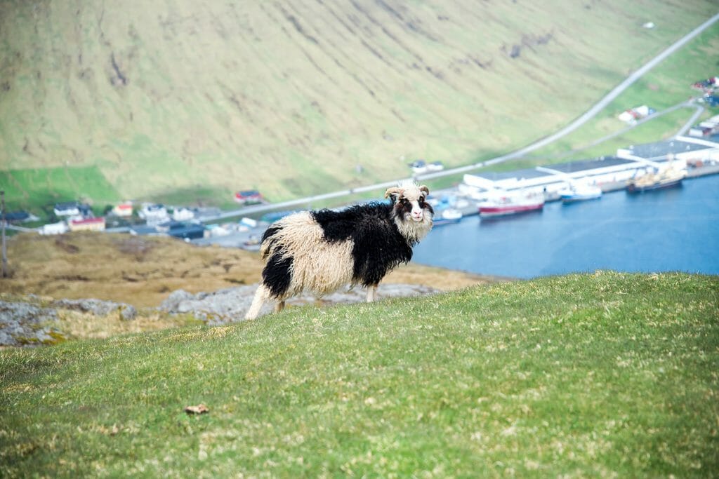 Black and white sheep in the Faroe Islands