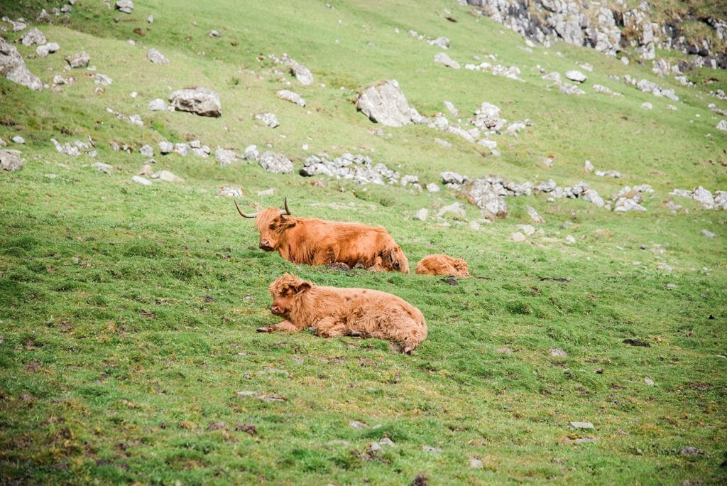 Faroe Islands red cows