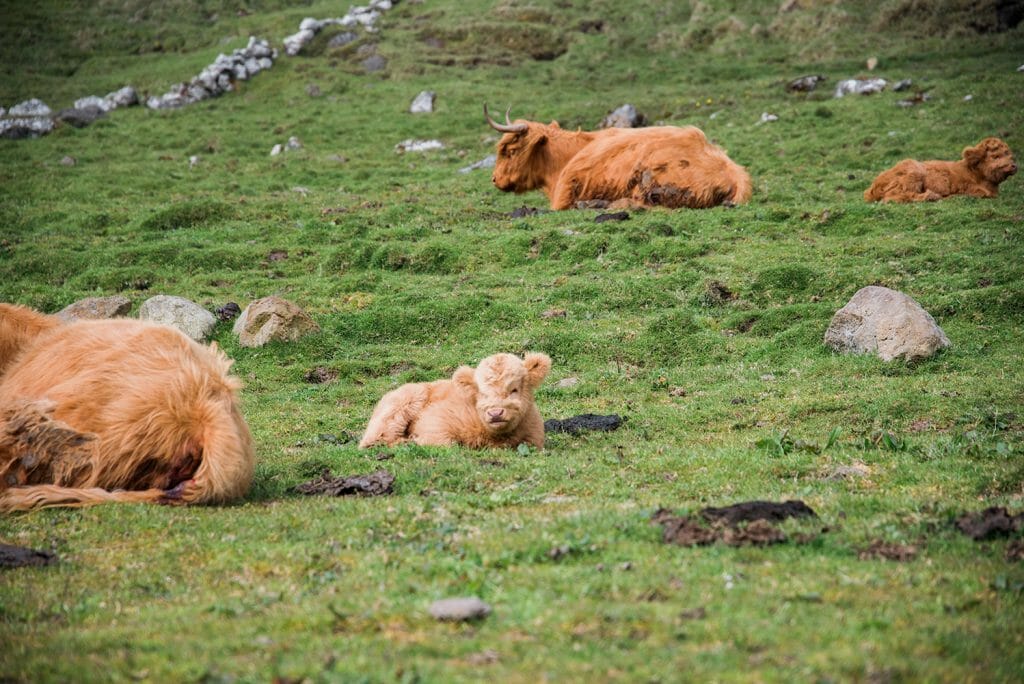 Highland cows in the Faroe Islands